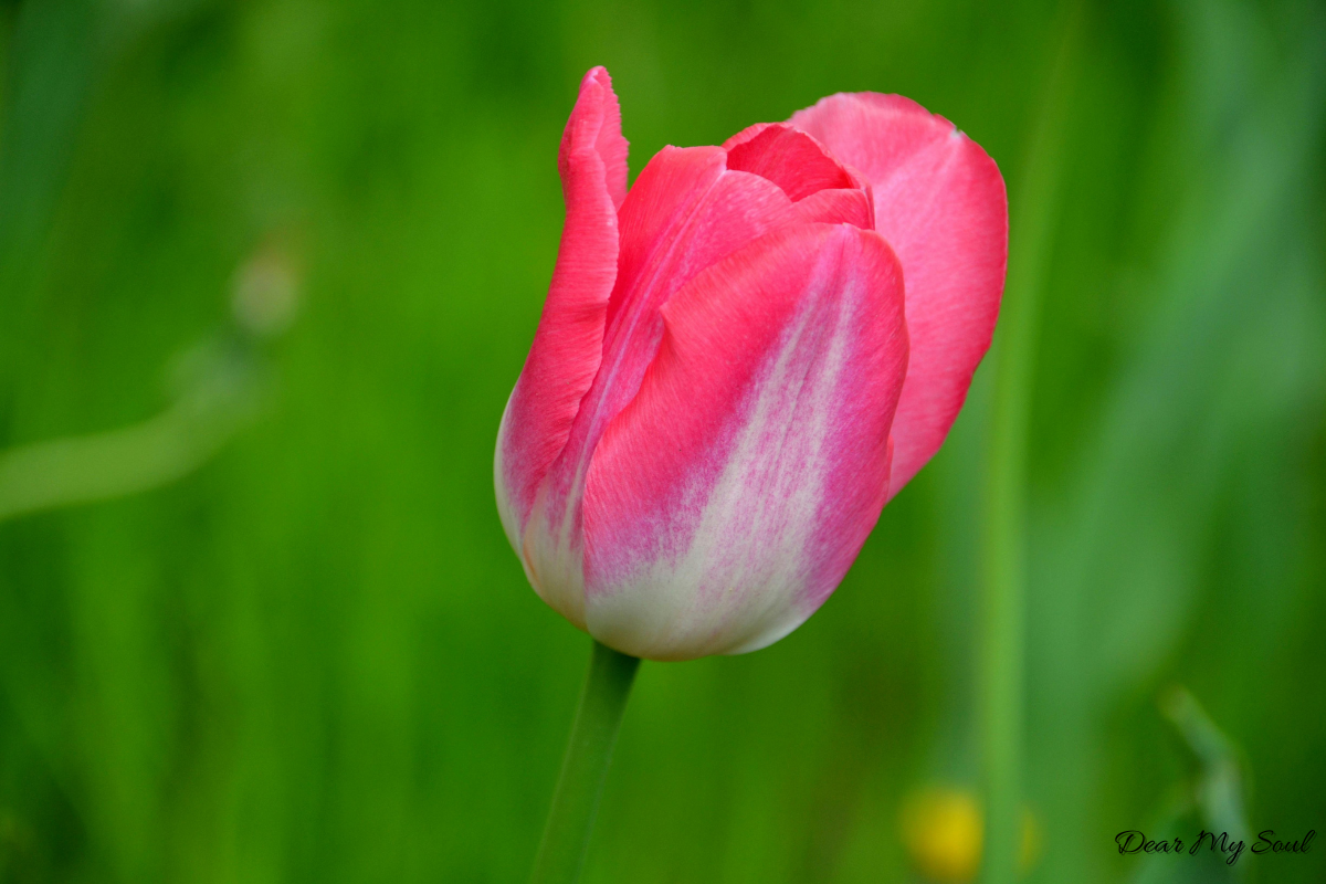 thanh xuân xủa phụ nữ