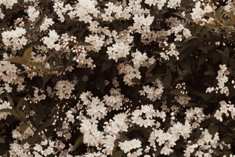 Tình đơn phương