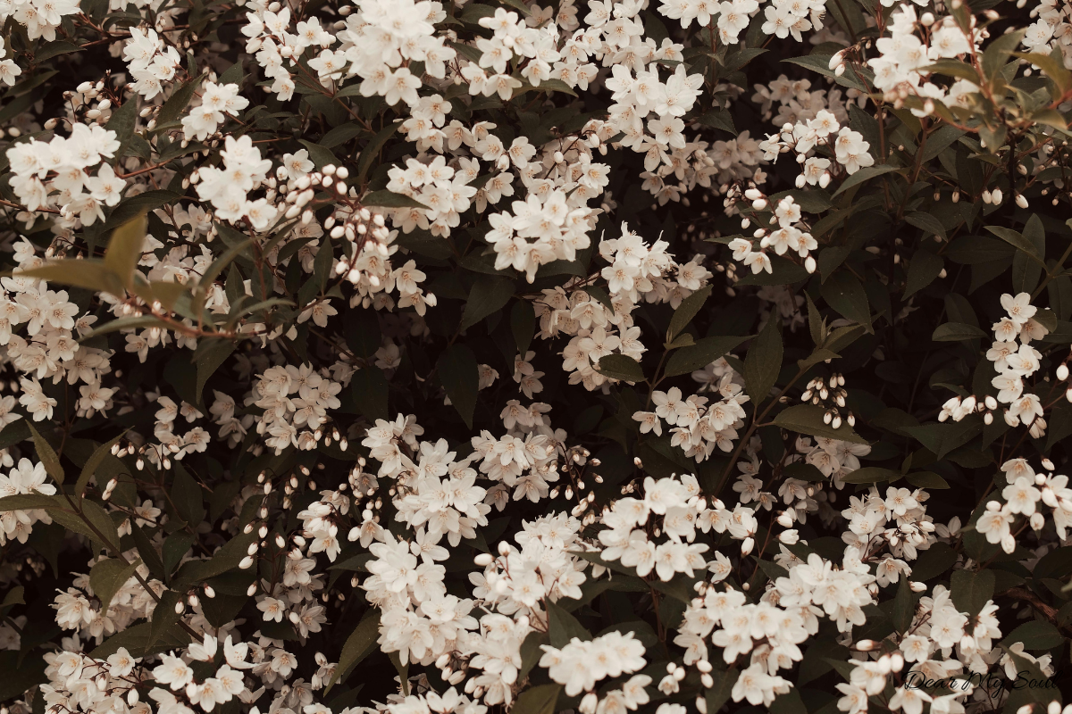 Tình đơn phương