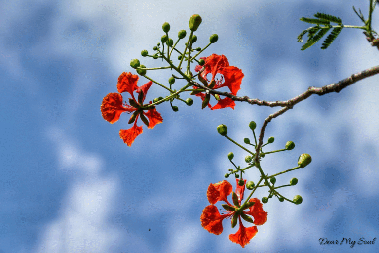 " Mối tình học sinh- những rung động không bao giờ trở lại"