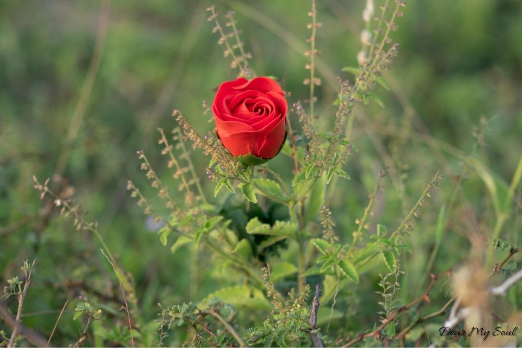 Tình yêu là nguồn chữa lành