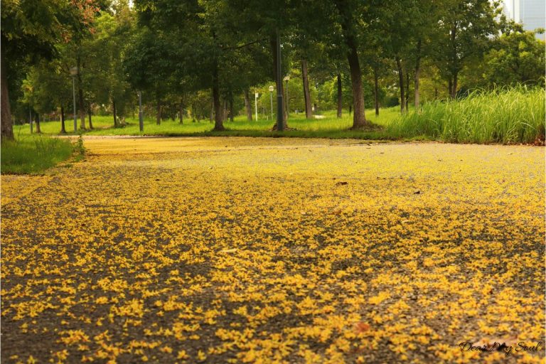 ly hôn, giải thoát hay buông xuôi